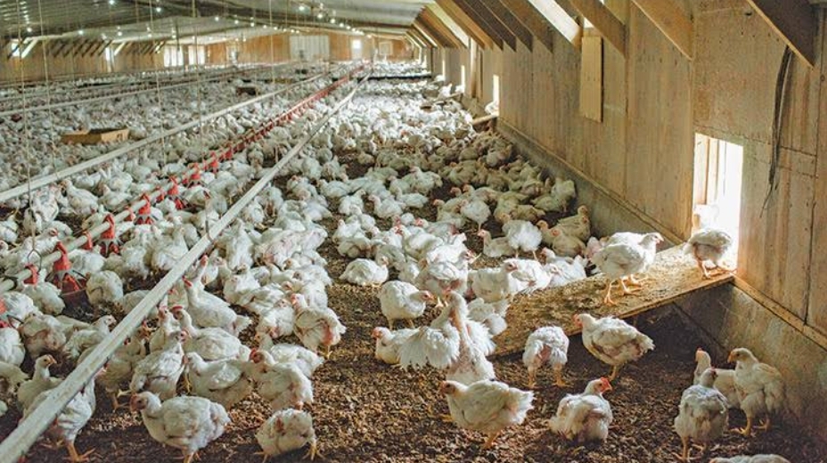 poultry farming in Nigeria